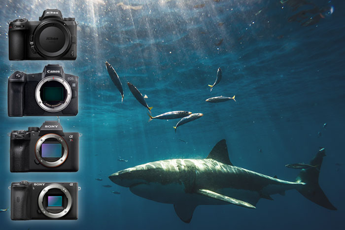 Top 6 Best Professional Underwater Cameras